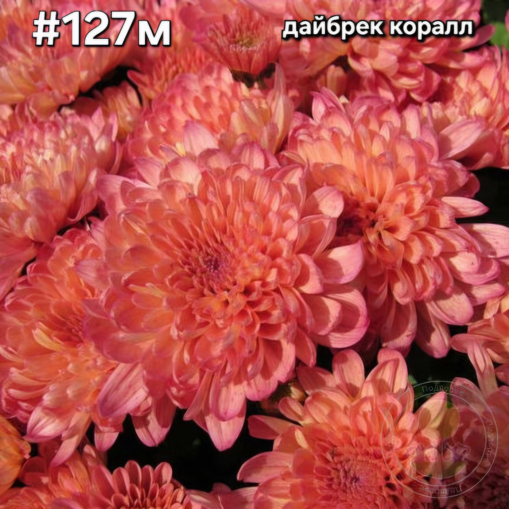 САЖЕНЦЫ ХРИЗАНТЕМЫ МУЛЬТИФЛОРА № 127 ДАЙБРЕК КОРАЛЛ