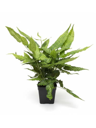 Папоротник Golden Zebra д.11