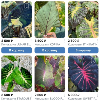Колоказии август поставка S26