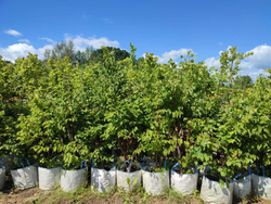 Липа мелколистная Greenspire
