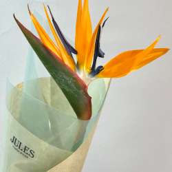 Стрелиция - райская птица. Экзотика с темпераментом