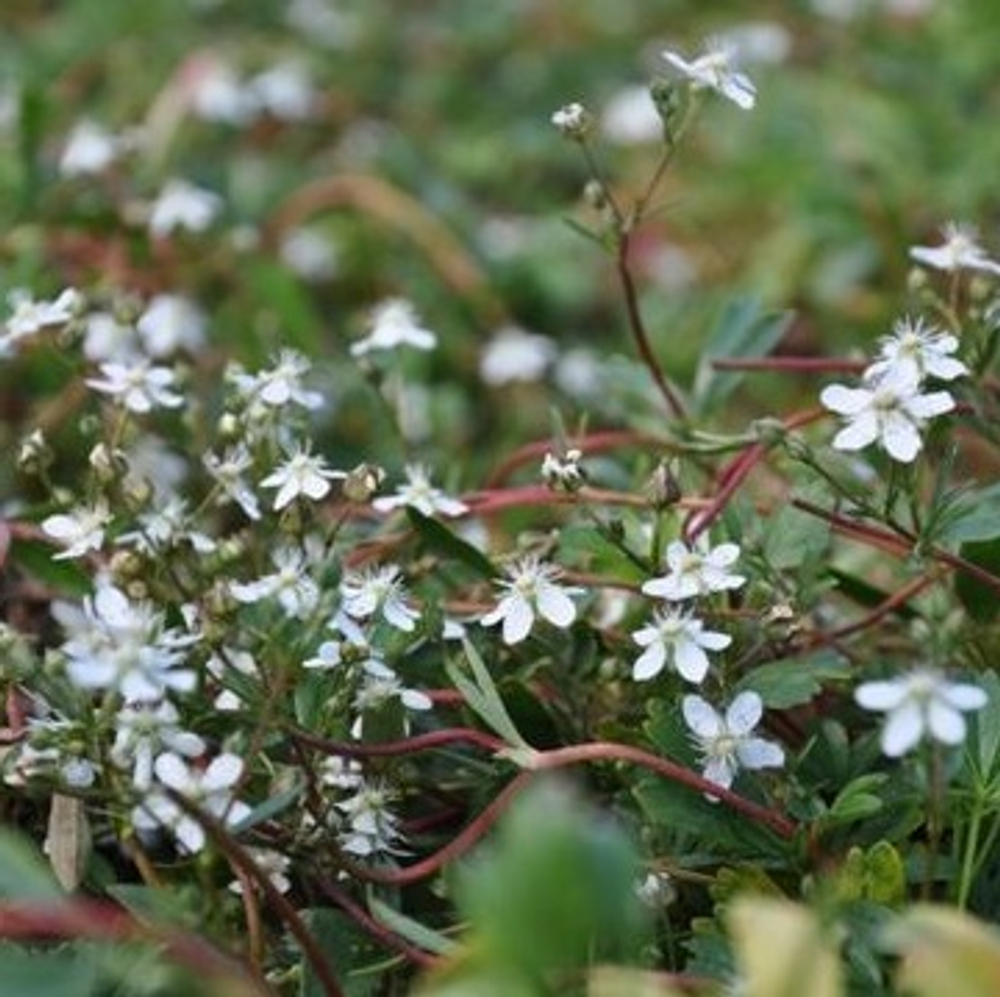 Лапчатка трехзубчатая "Nuuk". Potentilla tridentata Nuuk".