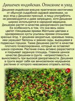 Дюшенея Лапчатка индийская земляника многолетник
