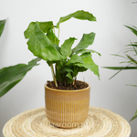 Калатея Нетворк 12/35