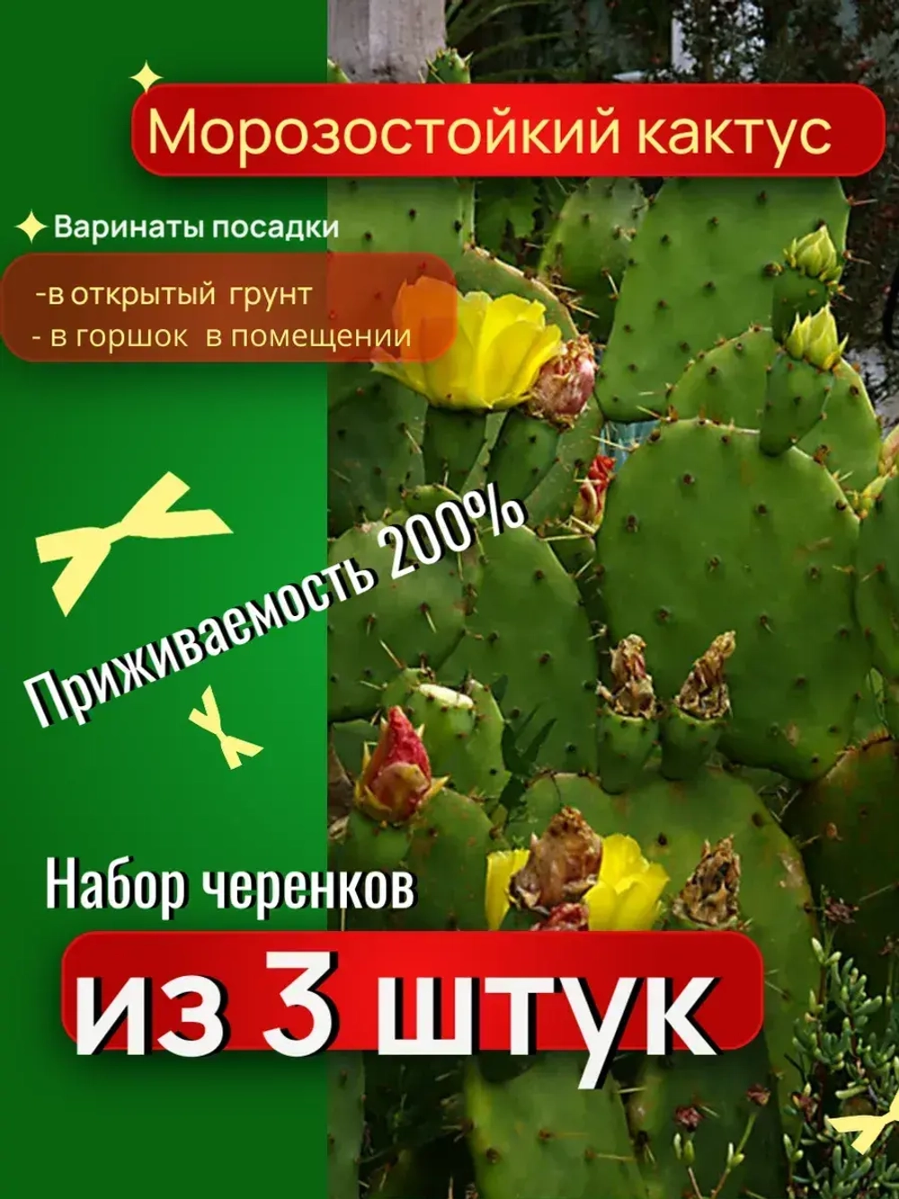Кактус опунция набор черенков для укоренения