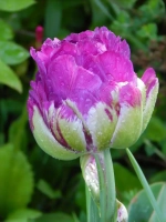 Тюльпан Пионовидный Блюберри Айс