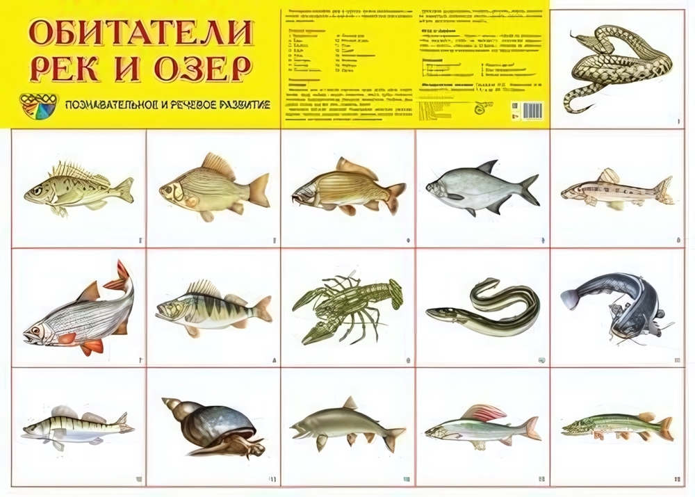 Плакат демонстрационный супер А2 "Обитатели рек и озер" (Сфера)