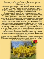 Форзиция Голден Тайм Золотое время вариегатная