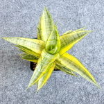 Сансевиерия GABRIELLA YELLOW VAR s.L