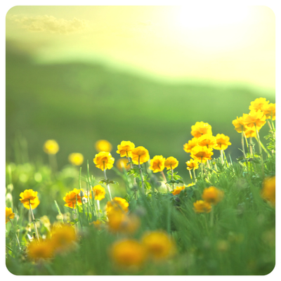 Музыкальный Знак Силы «Путеводный Свет»