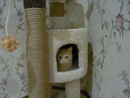 Когтеточка Д-15