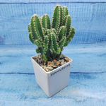 Cereus Peruvianus Paolina (Цереус)