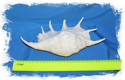 Ламбис Трунката, 20-25см, 1шт