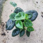 Алоказия MAHARANI