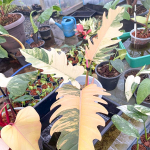 Филодендрон CARAMEL MARBLE