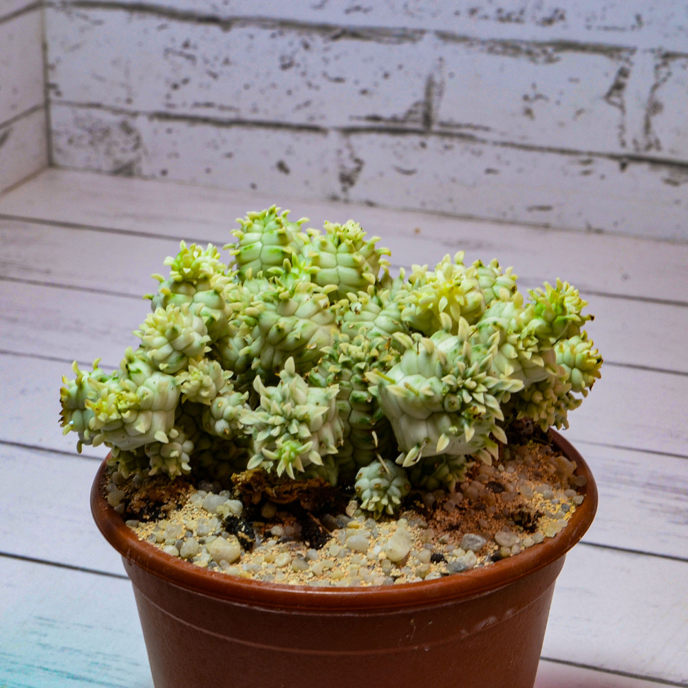 Euphorbia Mammillaris Variegata (Эуфорбия Вариегатная)