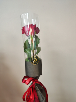 Роза в индивидуальной упаковке