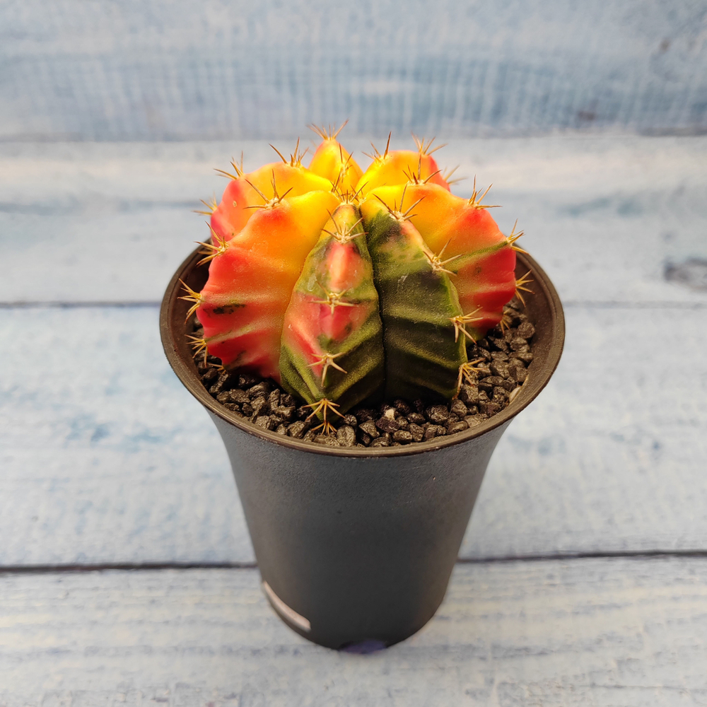Gymnocalycium Variegata (Гимнокалициум Вариегатный)
