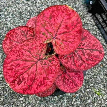 Каладиум FAAKRAK – MAKE LOVE