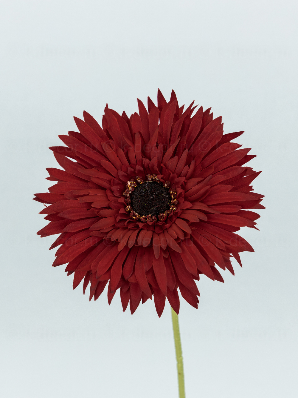 Гербера одиночная