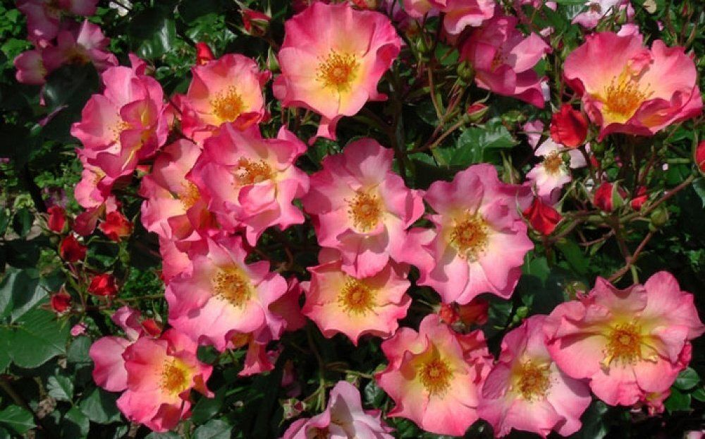 Ян Артюс Бертран (Звезда Востока) (Yann Arthus-Bertrand)