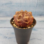 Gymnocalycium Daydream (Гимнокалициум)