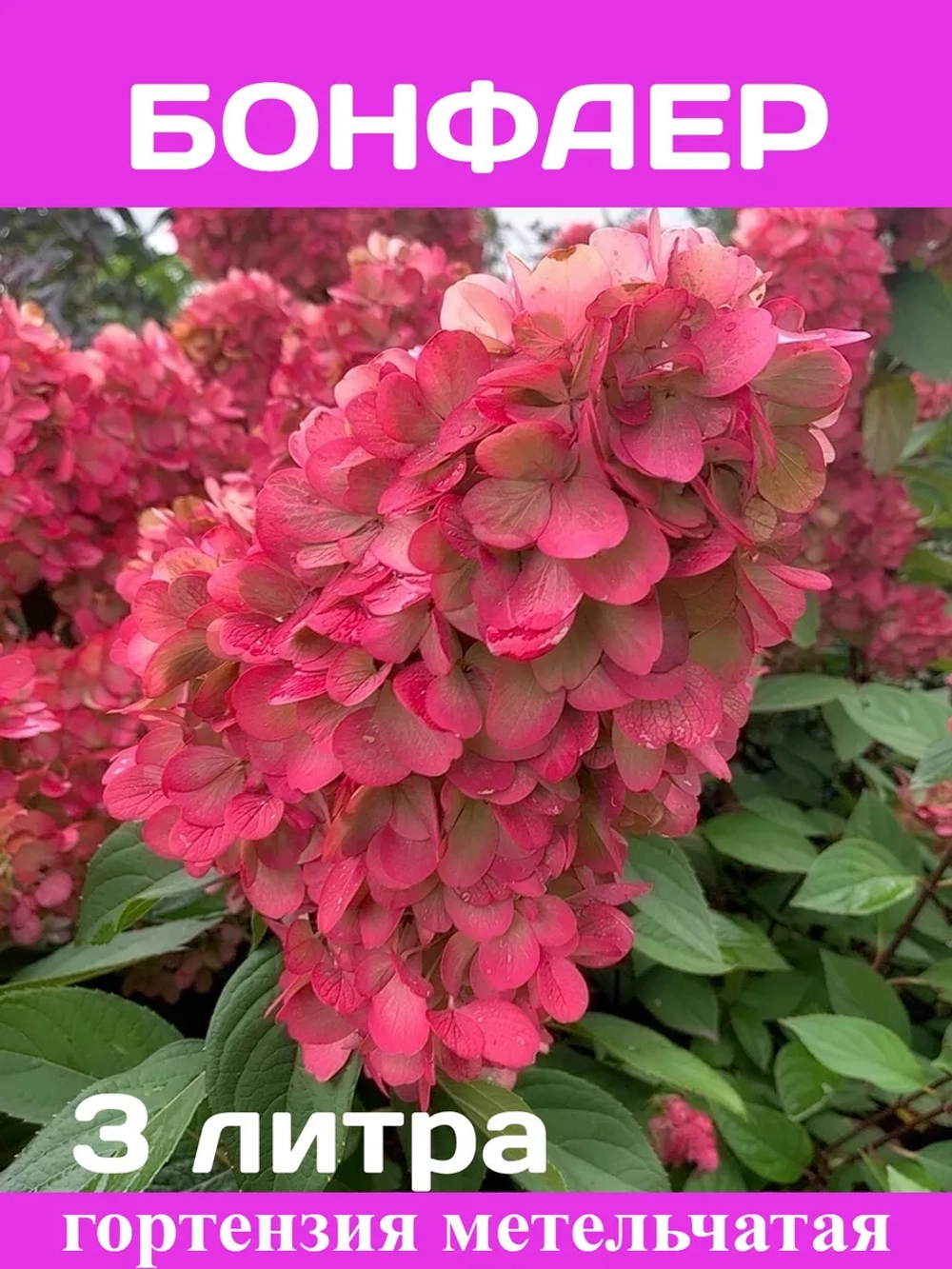 Бонфаер гортензия метельчатая
