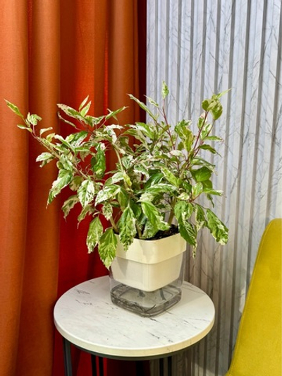 Гибискус Снежная Королева на фитиле, D17см Н40см, 1шт, Urban Jungle (7143)