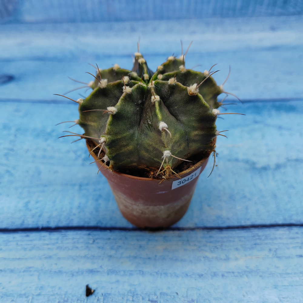 Gymnocalycium Friedrichii (Гимнокалициум)