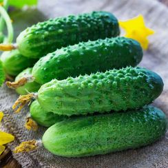 ПАСАЛИМО F1 семена огурца (Syngenta | Alexagro)