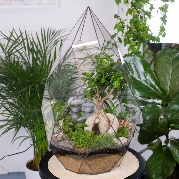 Флорариум бонсай Фикус с водопадом Фаберже