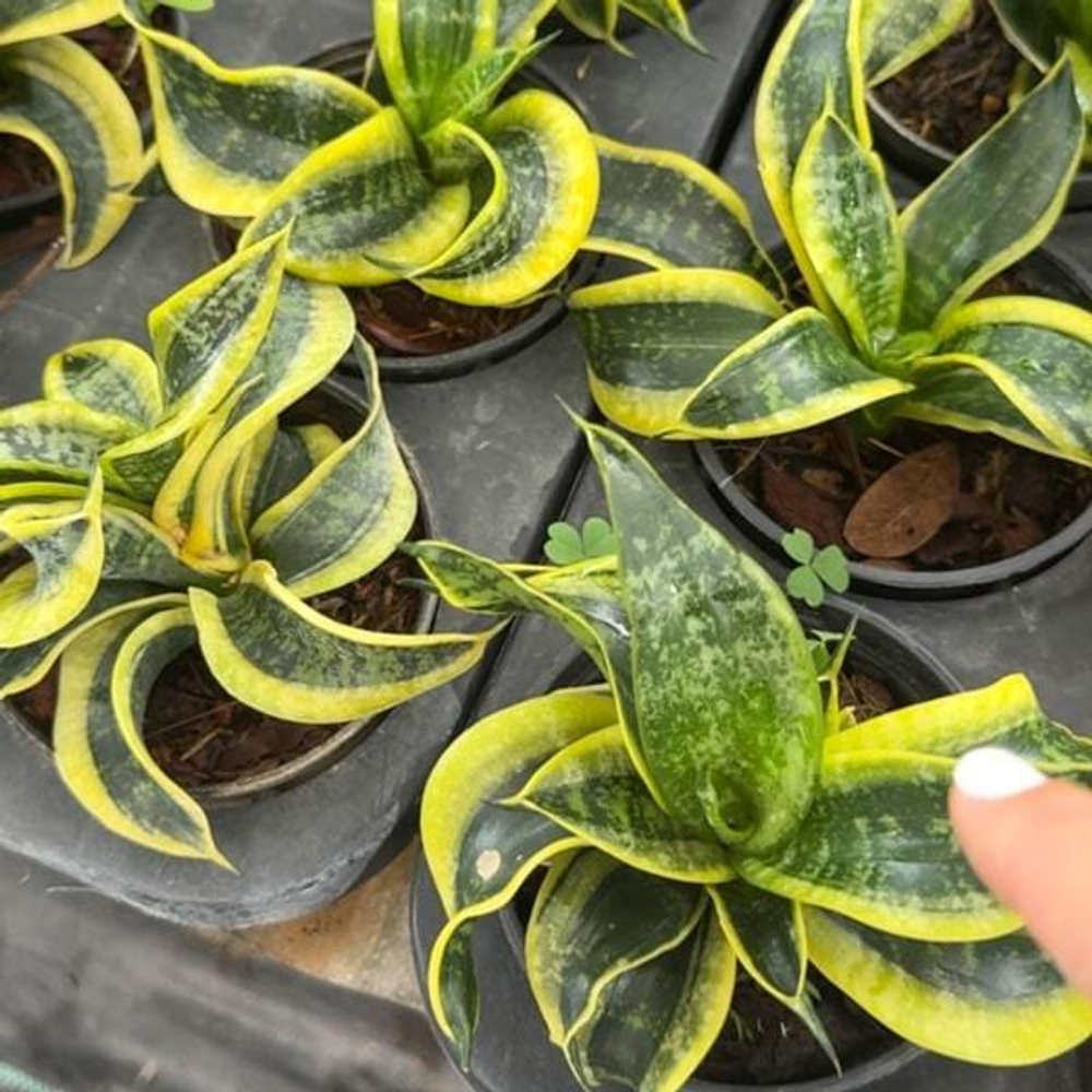 Сансевиерия TSUNAMI