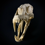 Homotherium