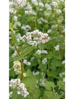 Гречка зеленая непропареная органическая 1 кг