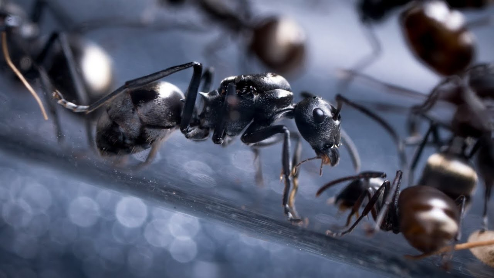 Муравьи Polyrhachis dives (Муравей-ткач)