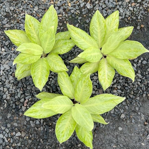 Несколько новых аглаонем на сезон 2026 в салатово-зеленых тонах