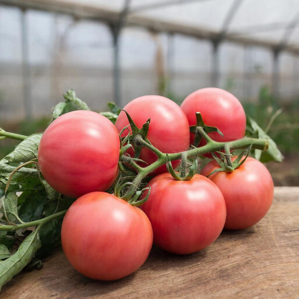 Томат-коктейль 7100 F1 5шт. розовый
