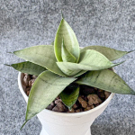 Сансевиерия ALICE