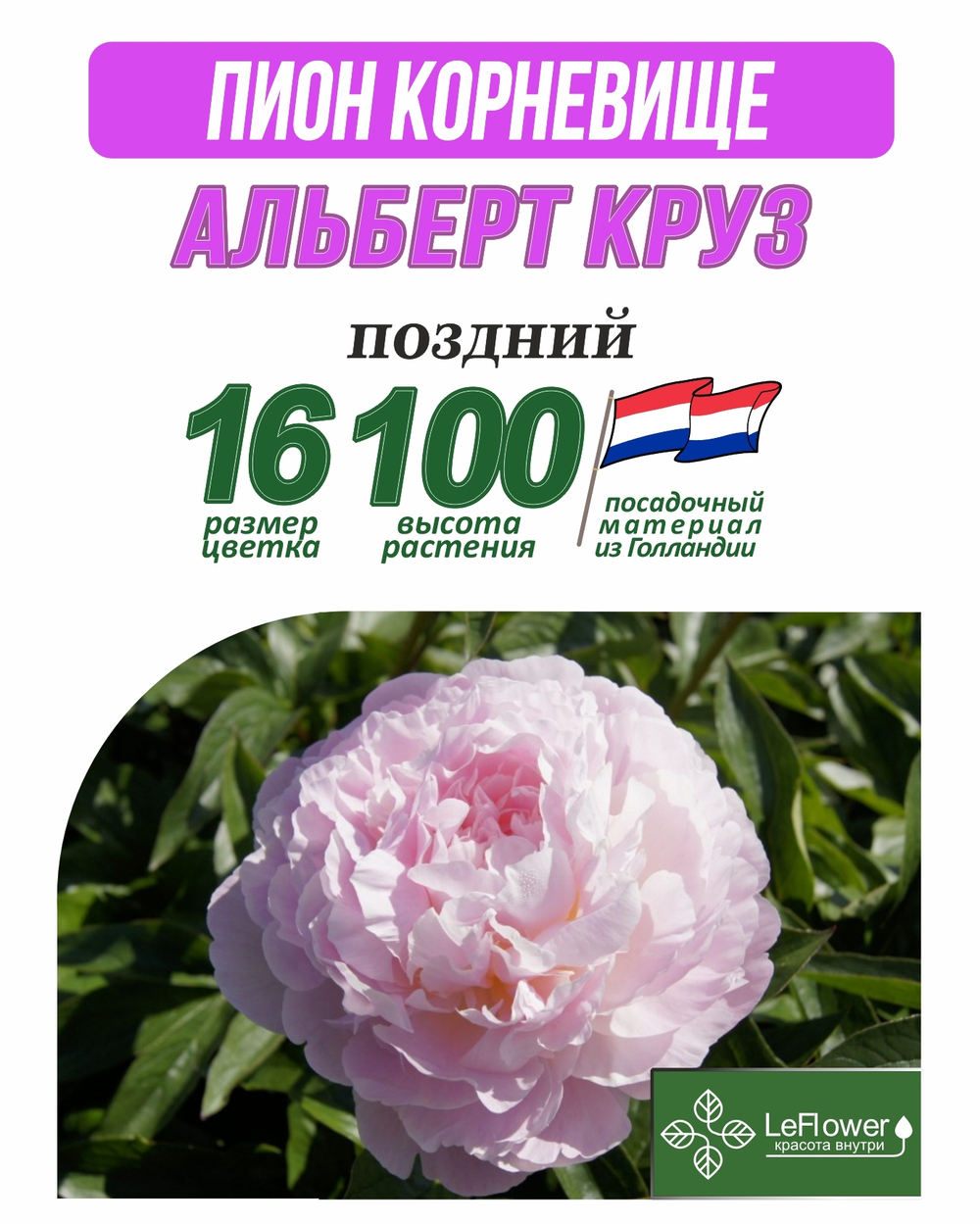 Пион Корневище, Альберт Круз, 3+ почек,Нидерланды