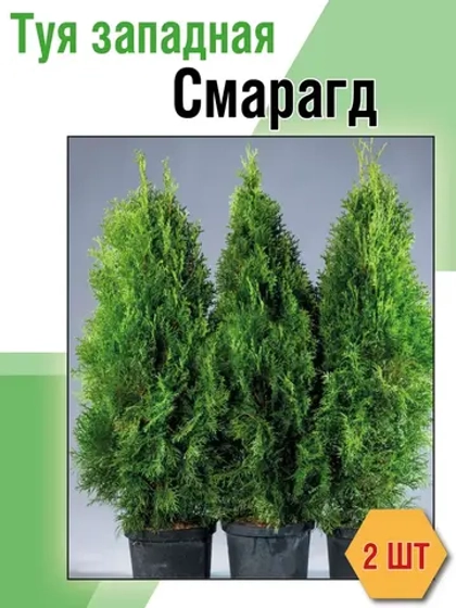 Туя западная Смарагд 2 саженца