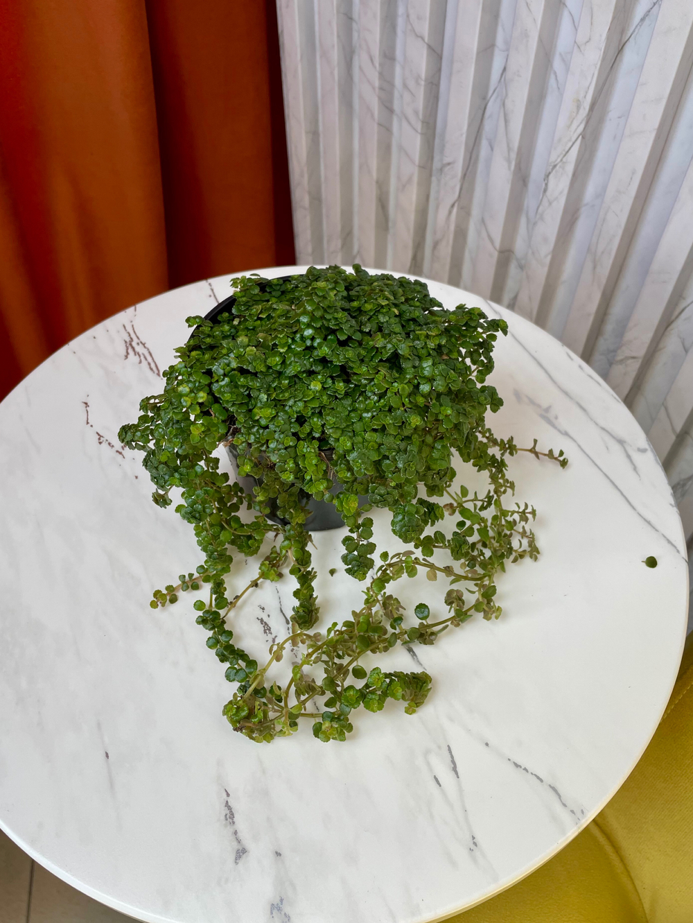 Пилея Депресса, D11см Н15см, 1шт, Россия