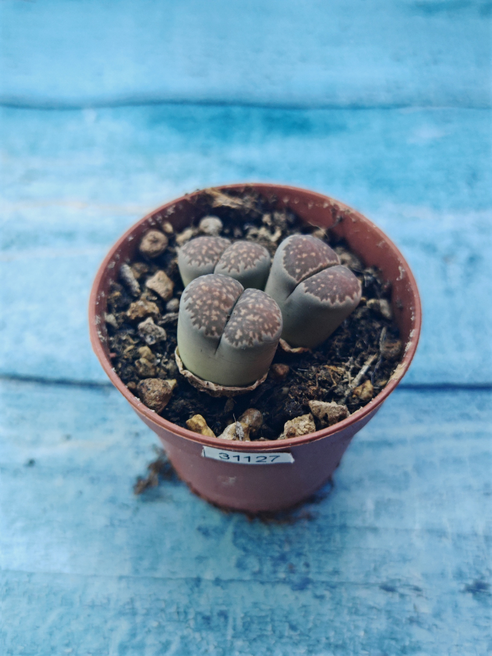 Lithops sp. (Литопсы)