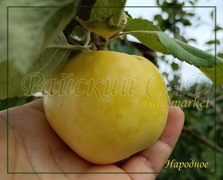 Яблоня Народное