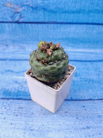 Frailea Perumbilicata (Фрайлея)