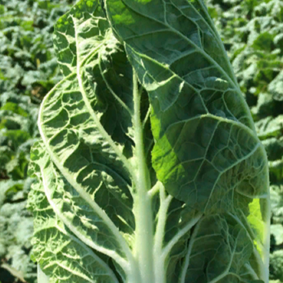 Предуро F1 семена капусты пекинской (Takii / Таки) культура – фото 2