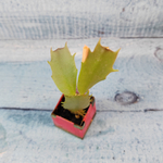 Schlumbergera Thor Vita (Декабрист)