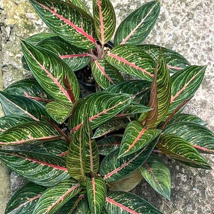 Аглаонема GREEN LEGACY