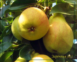 Груша Заречная (Компактная)