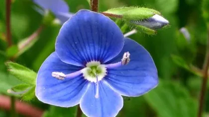 Вероника (трава)