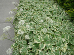 Сныть обыкновенная "Variegata". Aegopodium podagraria "Variegata".